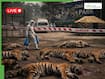 Deadly Virus Outbreak In Thailand Kills 72 Tigers; Popular Tourist Attraction Chiang Mai Park Closed - LIVE Updates