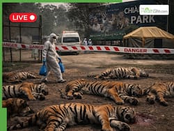 Deadly Virus Outbreak In Thailand Kills 72 Tigers; Popular Tourist Attraction Chiang Mai Park Closed  - LIVE Updates