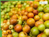 Indian Jujube Benefits: 5 Reasons This Superfruit Supports Sleep And Immunity