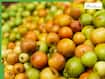 Indian Jujube Benefits: 5 Reasons This Superfruit Supports Sleep And Immunity