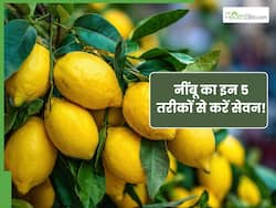 दोगुने फायदे के लिए नींबू का इन 5 तरीकों से करें सेवन, पाचन से लेकर मेटाबॉलिज्म होगा बूस्ट