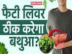 फैटी लिवर को ठीक करने में कैसे मदद करेगा बथुआ? देखें ये वीडियो