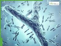 Y Chromosome Loss in Aging Men Linked to Shorter Lifespans and Higher Disease Risk