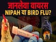 निपाह या बर्ड फ्लू, कौन-सा वायरस है इंसान के लिए जानलेवा?