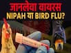 निपाह या बर्ड फ्लू, कौन-सा वायरस है इंसान के लिए जानलेवा?