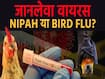 निपाह या बर्ड फ्लू, कौन-सा वायरस है इंसान के लिए जानलेवा?