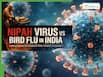 Nipah Virus Vs Bird Flu Outbreak In India: Which Viral Infection Could Kill More Humans?