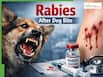 Rabies After Dog Bite: Treatment Protocol In India, Vaccine Schedule And What To Do Immediately