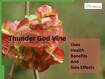 What Is Thunder God Vine? Here's Everything About It's Uses, Health Benefits And Side Effects