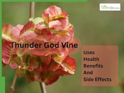 What Is Thunder God Vine? Here's Everything About It's Uses, Health Benefits And Side Effects