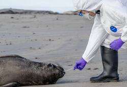 Bird Flu Outbreak In California: H5N1 Virus Ravages Through US, CDC Warns Against Ignoring Symptoms