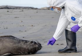 Bird Flu Outbreak In California: H5N1 Virus Ravages Through US, CDC Warns Against Ignoring Symptoms Bird Flu Outbreak In California: H5N1 Virus Ravages Through US, CDC Warns Against Ignoring Symptoms