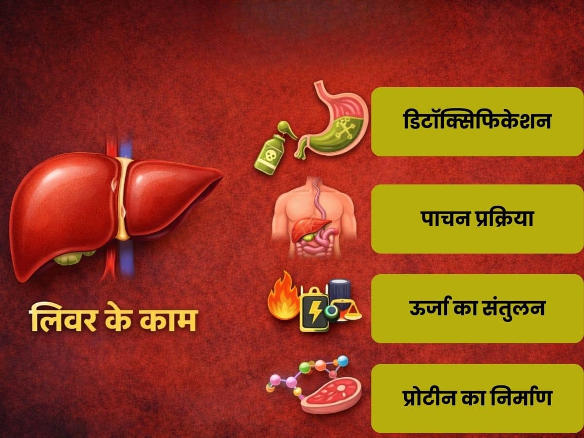 liver work