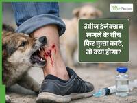 एंटी रेबीज वैक्सीन लगने के बीच अगर फिर से कुत्ता काट ले तो क्या होगा?