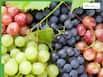 5 easy ways to remove pesticides from grapes naturally