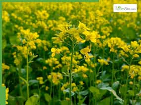Mustard leaves health benefits: 6 reasons to add this nutritious leafy green to your spring diet Mustard leaves health benefits: 6 reasons to add this nutritious leafy green to your spring diet