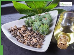 Summer hair care: 5 Best oils to mix with castor oil to fight dandruff and promote hair growth