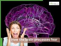 The role of Amygdala in fear and phobias: How the brain processes fear
