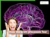 The role of Amygdala in fear and phobias: How the brain processes fear