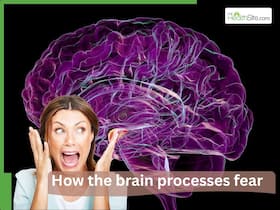 The role of Amygdala in fear and phobias: How the brain processes fear