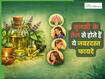 तुलसी का तेल शरीर की इन 4 परेशानियों को करता है दूर, जानिए इस्तेमाल करने का सही तरीका