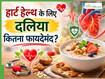क्या हार्ट हेल्थ के लिए दलिया खाना फायदेमंद होता है? जानें एक्सपर्ट की राय