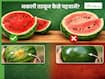 तरबूज की असली-नकली पहचान कैसे करें? आजमाएं ये 4 आसान से ट्रिक्स