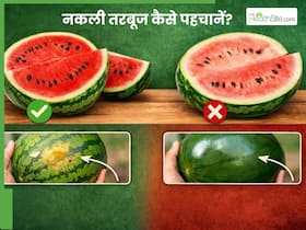 तरबूज की असली-नकली पहचान कैसे करें? आजमाएं ये 4 आसान से ट्रिक्स तरबूज की असली-नकली पहचान कैसे करें? आजमाएं ये 4 आसान से ट्रिक्स