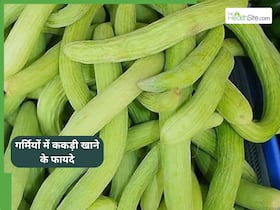 गर्मियों में खाने के स्वाद को बढ़ा देगी ककड़ी, खाने से हाइड्रेशन और पेट की परेशानी हो सकती है कम गर्मियों में खाने के स्वाद को बढ़ा देगी ककड़ी, खाने से हाइड्रेशन और पेट की परेशानी हो सकती है कम