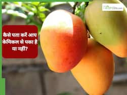 बाजार में बिक रहे हैं केमिकल वाले आम, इन 5 टेस्ट से करें सही आम की पहचान