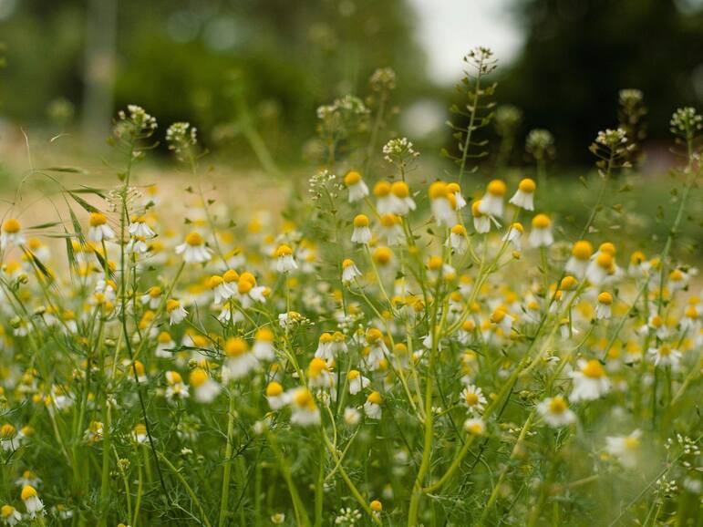 6 medicinal flowers for strong, long hair