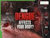 What happens in your body after being stung by a dengue mosquito?