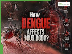 What happens in your body after being stung by a dengue mosquito?