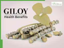 Giloy Health Benefits: Is it safe to take Guduchi tablets or powder daily? Ayurvedic expert from Patanjali explains