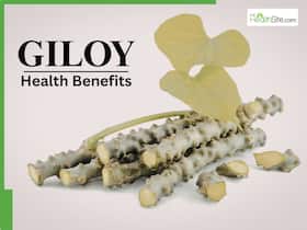 Giloy Health Benefits: Is it safe to take Giloy tablets or powder daily? Ayurvedic expert from Patanjali explains