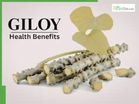 Giloy Health Benefits: Is it safe to take Giloy tablets or powder daily? Ayurvedic expert from Patanjali explains