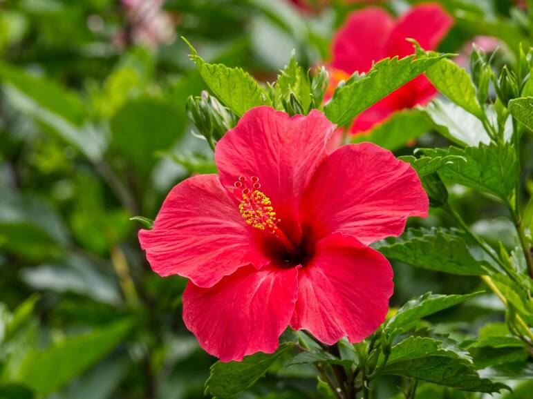 6 medicinal flowers for strong, long hair