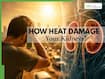 IMD issues heatwave alert in India: How summer dehydration causes irreversible kidney damage - signs to watch out for