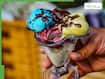 17,000 ice candies, lassi glasses laced with chemicals seized in Hyderabad: What FSSAI rules say on food additives