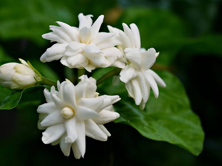 6 medicinal flowers for strong, long hair