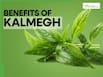 Kalmegh Ayurvedic herb benefits: Fatty liver support to acidity relief, 5 powerful health benefits of Green Chirettaa