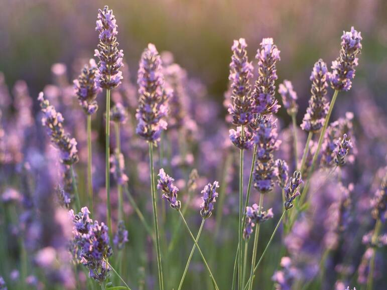 6 medicinal flowers for strong, long hair