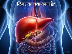 लिवर शरीर में क्या-क्या काम करता है?