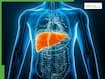 World Liver Day 2026: Can your liver heal itself? Expert explains the science of liver regeneration