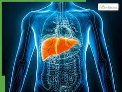 World Liver Day 2026: Can your liver heal itself? Expert explains the science of liver regeneration