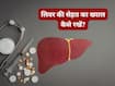 पूरे साल हेल्दी रहेगा लिवर, डॉक्टर ने दी सलाह, बताया- 'हेल्दी लिवर क्यों है सबसे जरूरी?'