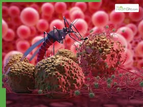 World Malaria Day 2026: Why malaria spreads differently in urban and rural settings