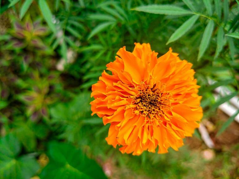6 medicinal flowers for strong, long hair