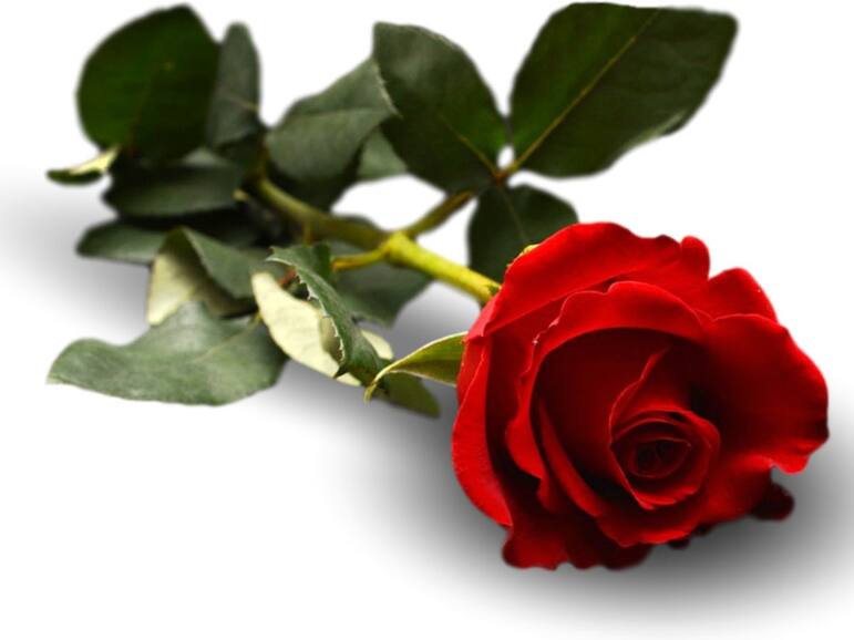 6 medicinal flowers for strong, long hair