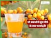 सी बकथॉर्न जूस पीने के क्या फायदे हैं? हिमालयन बेरी के नाम से भी है मशहूर